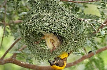 weaver bird